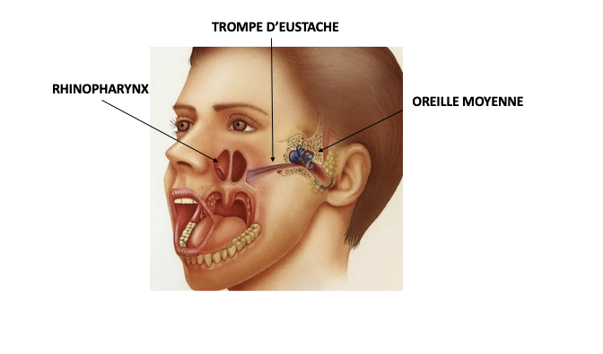 Rapports anatomiques étroits entre trompe d’Eustache et oreille