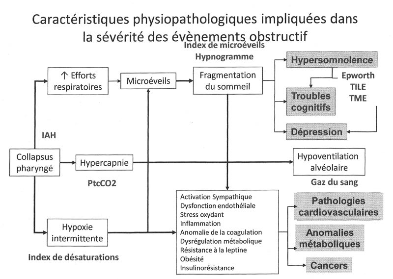 Caractéristiques physiopathologiques impliquées dans la sévérité des évènements obstructifs