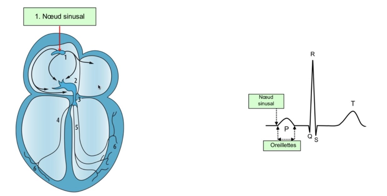 Conduction cardiaque