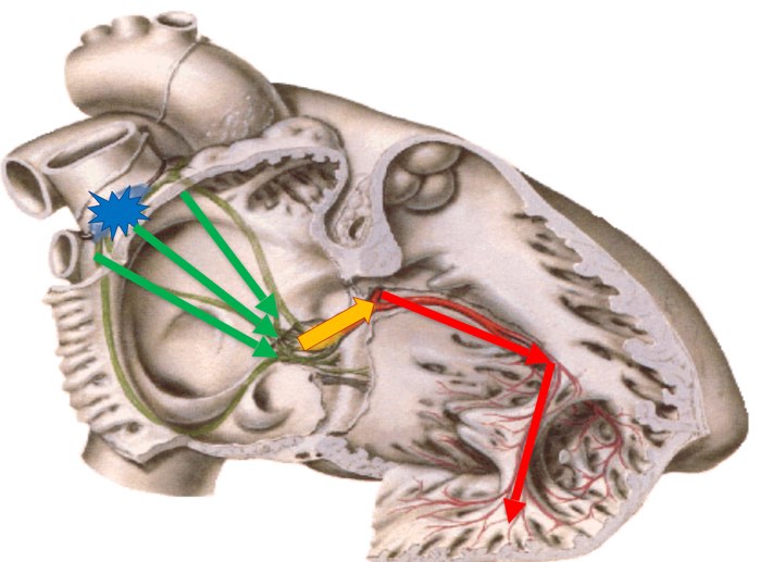 Conduction cardiaque