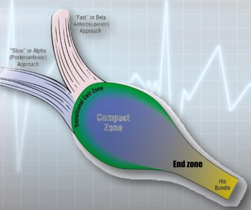 Anatomie de la zone de jonction