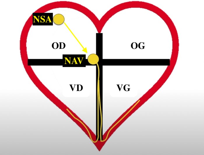 Conduction cardiaque