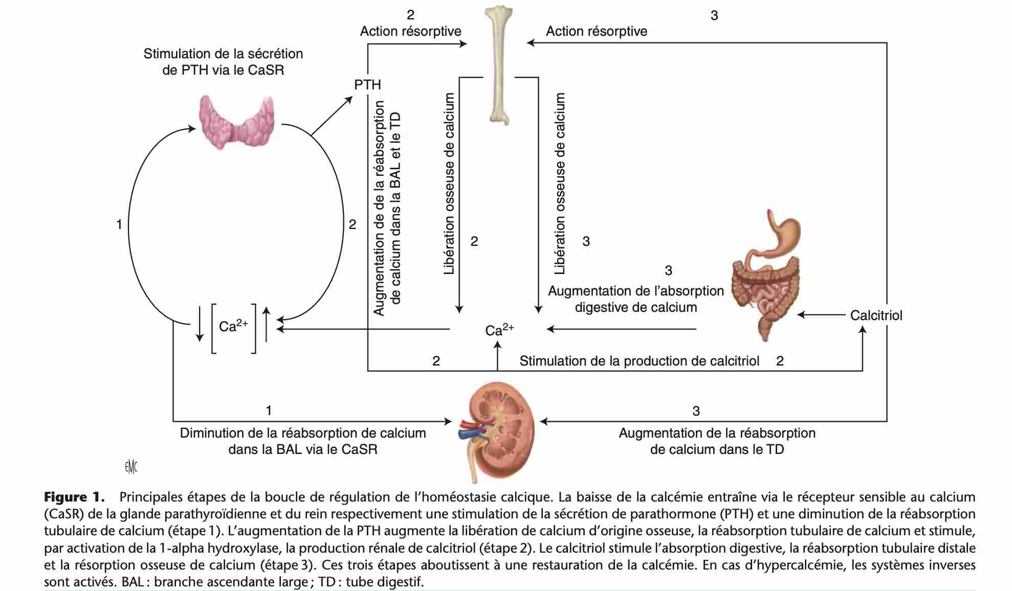metabolisme-calcique