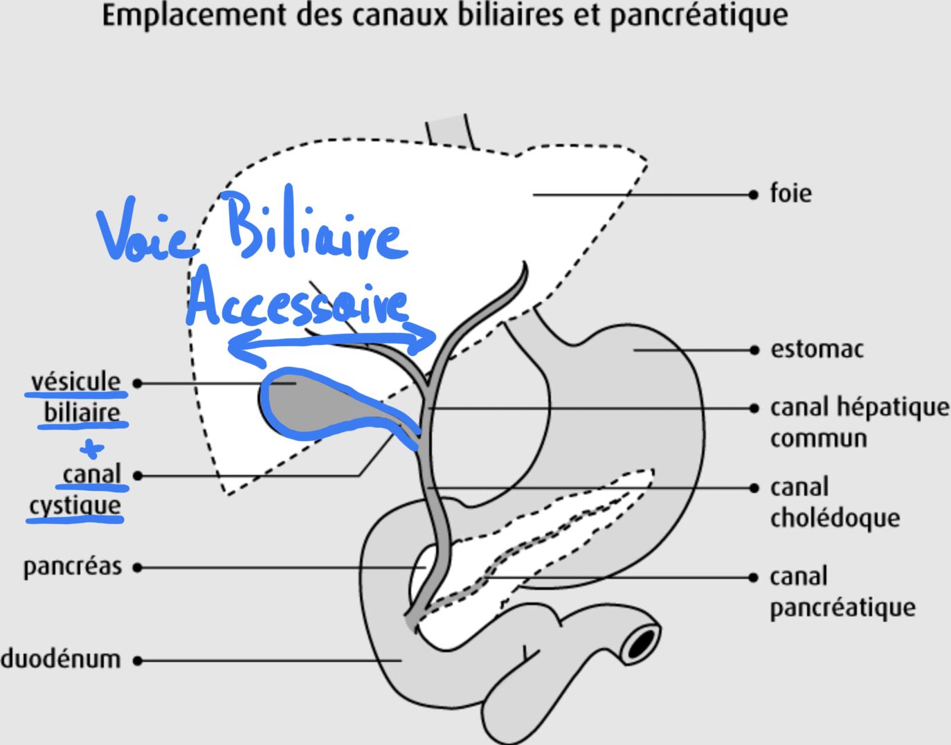 Voie biliaire accessoire