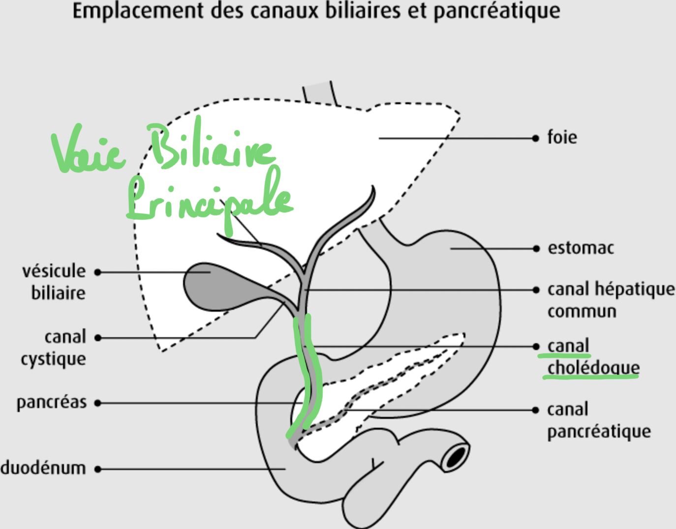 Voie biliaire principale