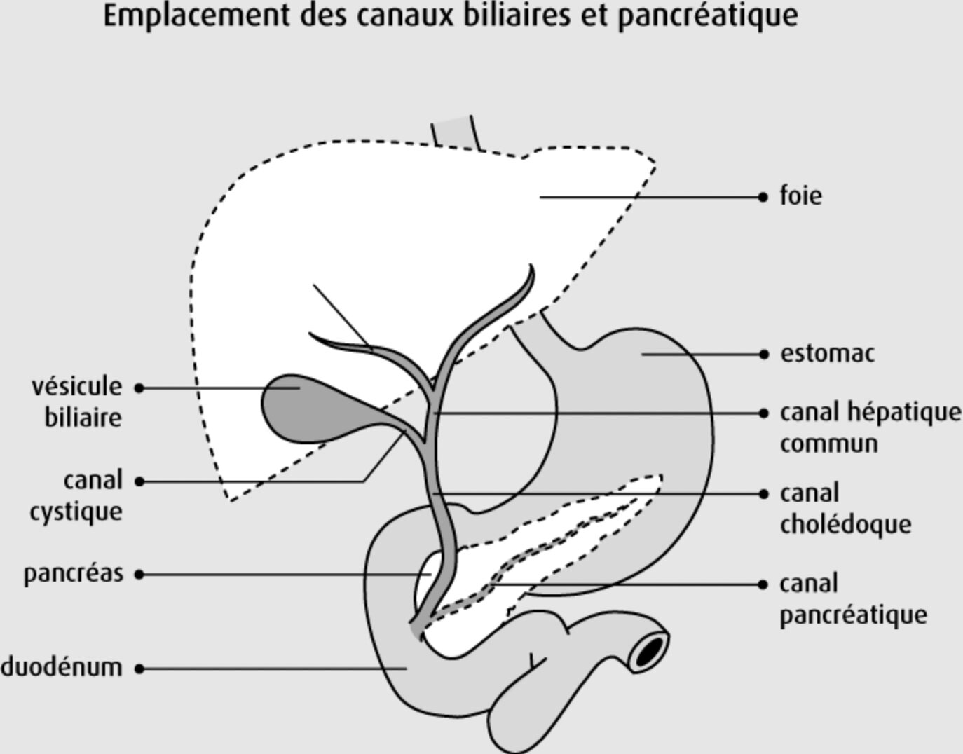 Anatomie des voies biliaires