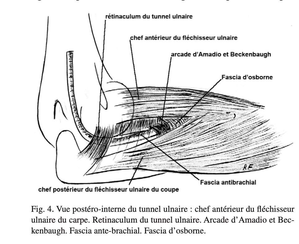 Anatomie nerf ulnaire au coude