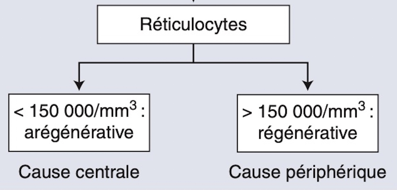 anemie-normo-macrocytaire-regenerative