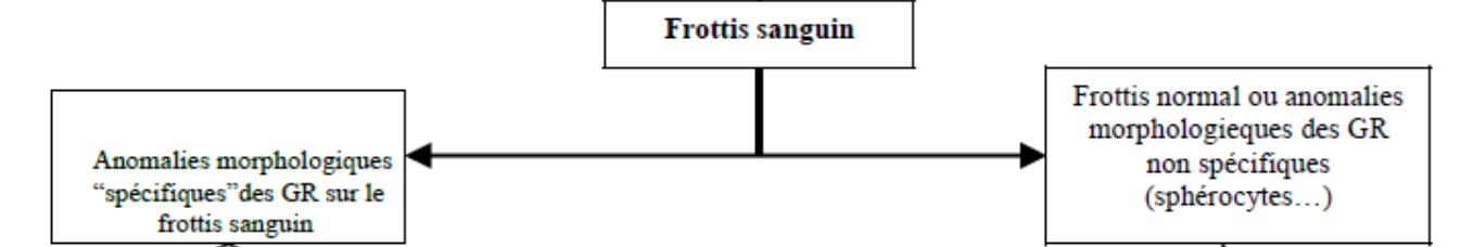 frottis-sanguin-dpc-mg