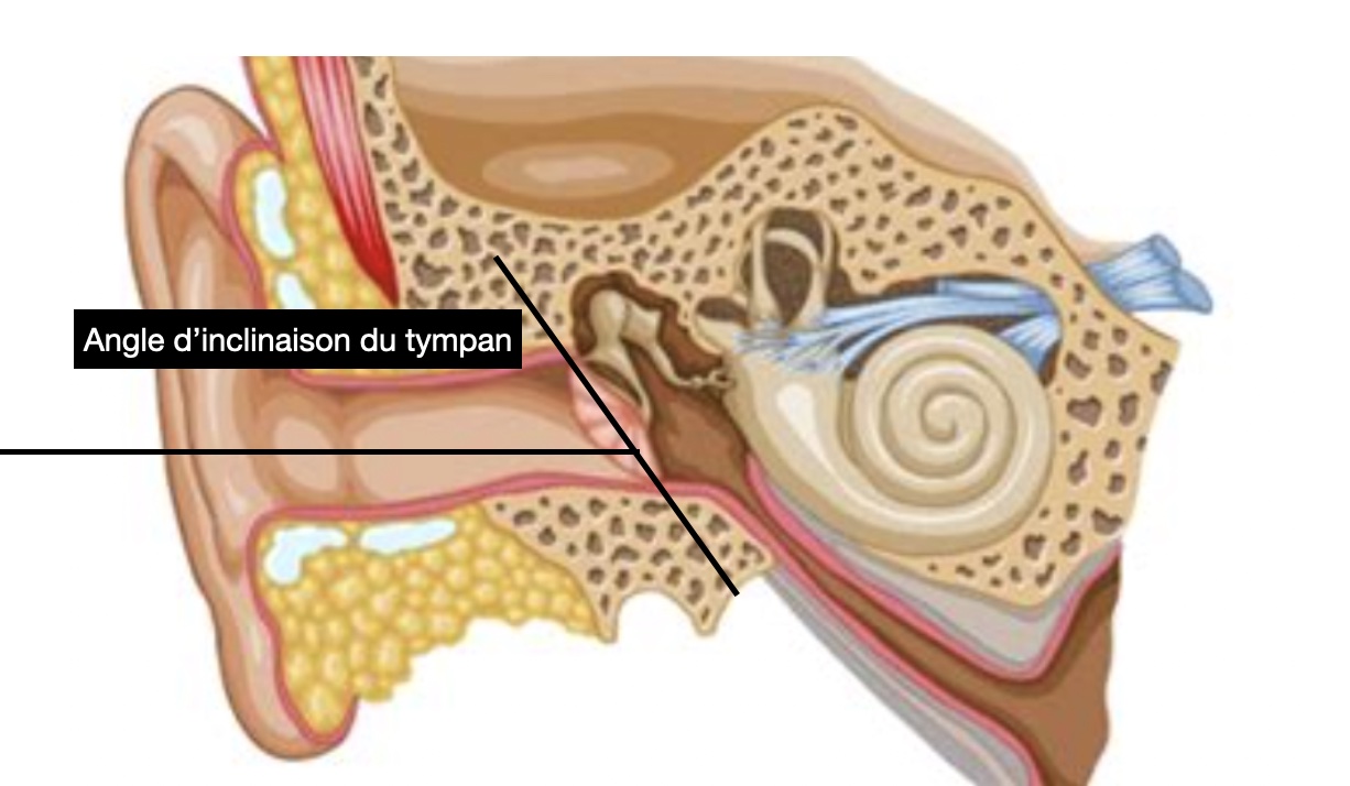 Anatomie oreille externe anatomie oreille moyenne