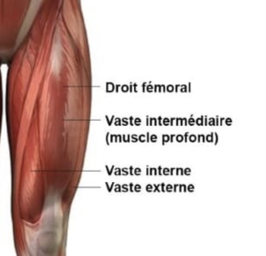 Muscle-quadriceps-claquage-dpc-lesion-musculaire