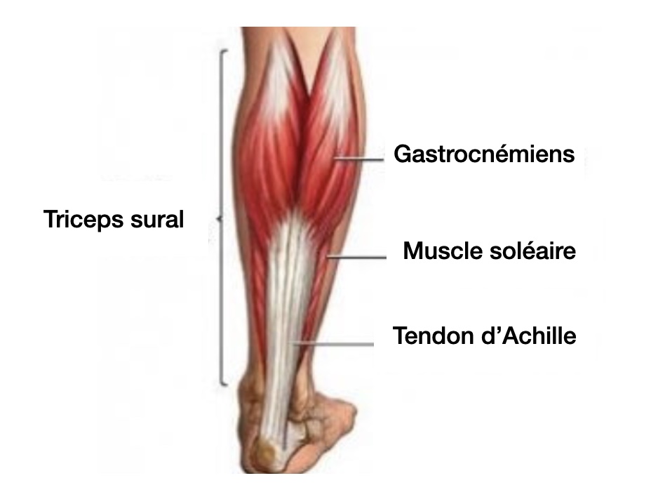 Muscle-triceps-sural-claquage-dpc-lesion-musculaire