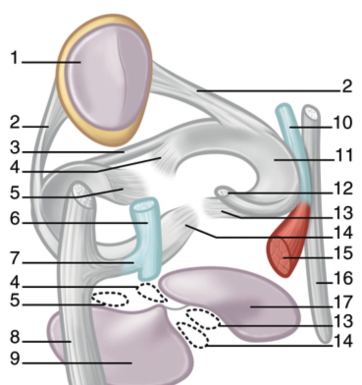 anatomie-irm-genou