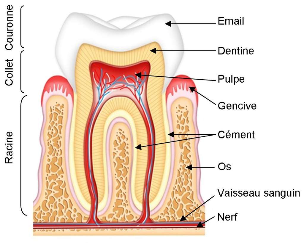 anatomie-dentaire