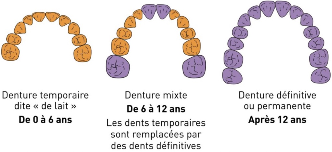 dentition-lactéale