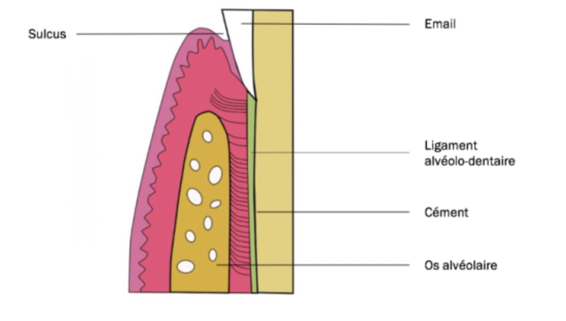 sulcus-dentaire