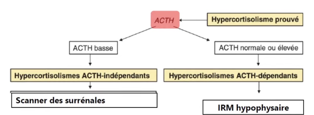 acth