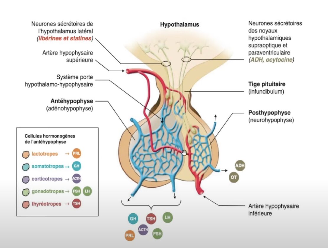 physiologie hypophyse