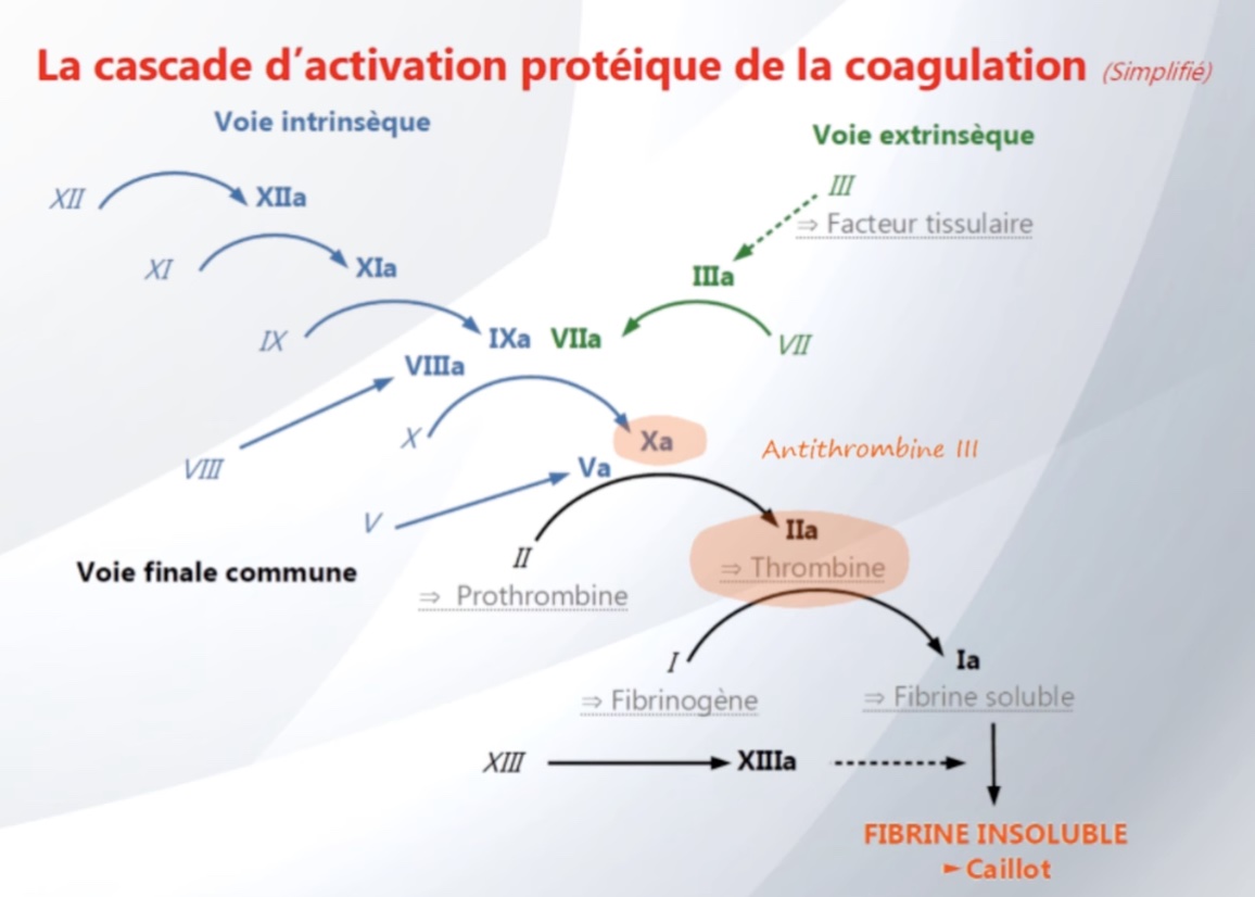 cascade-anticoagulation