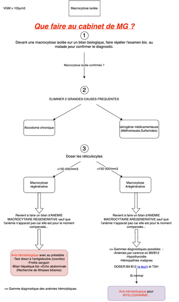 Conduite à tenir en cas de macrocytose 